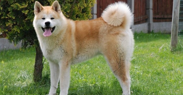 Amerikan Akita